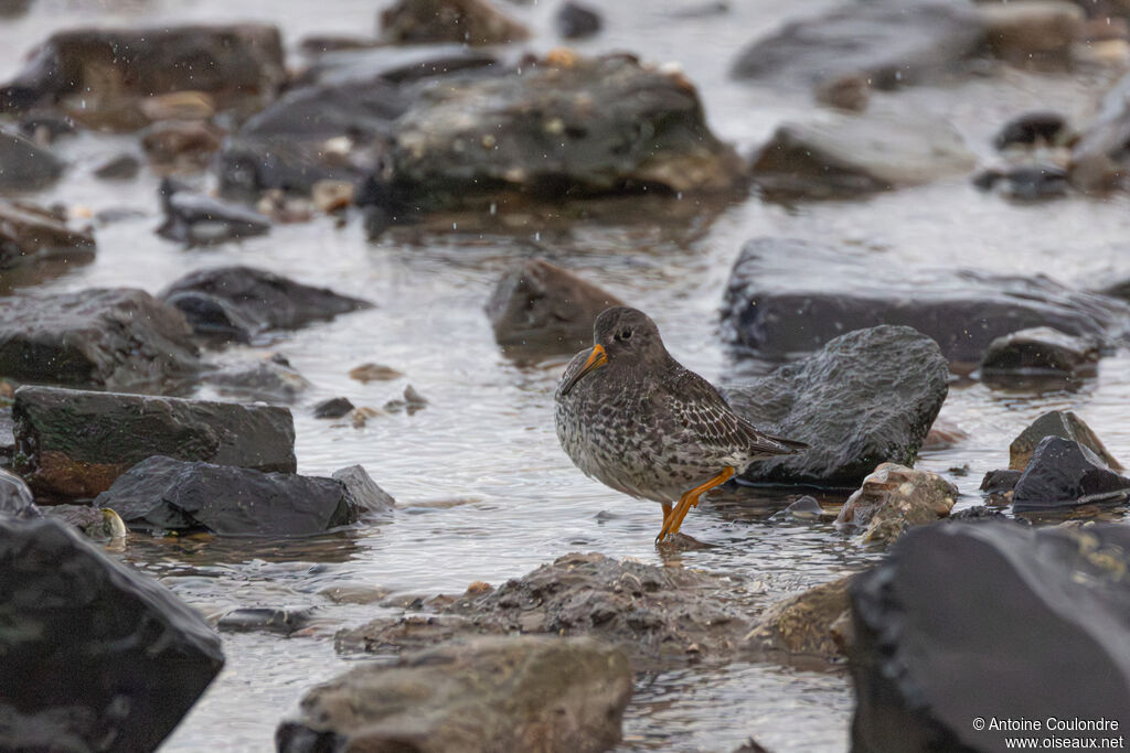 Bécasseau violetadulte internuptial