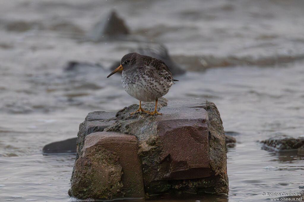 Bécasseau violetadulte internuptial