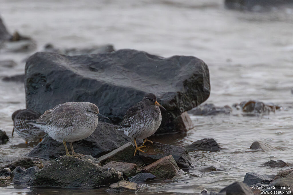 Bécasseau violetadulte internuptial