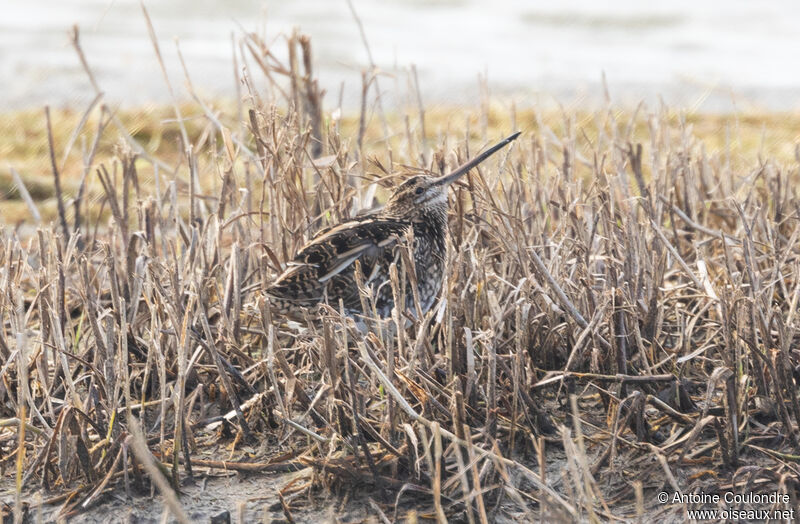 Common Snipeadult