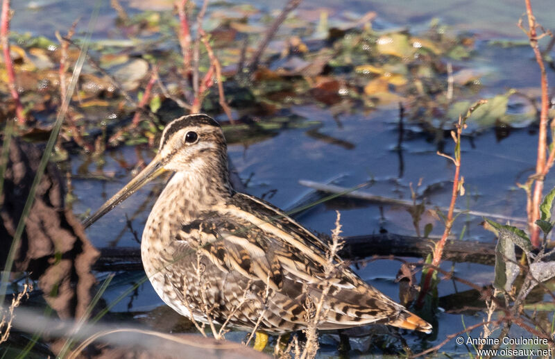 Common Snipeadult