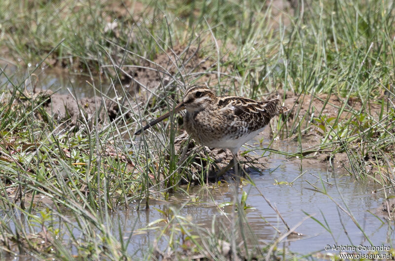 Common Snipeadult