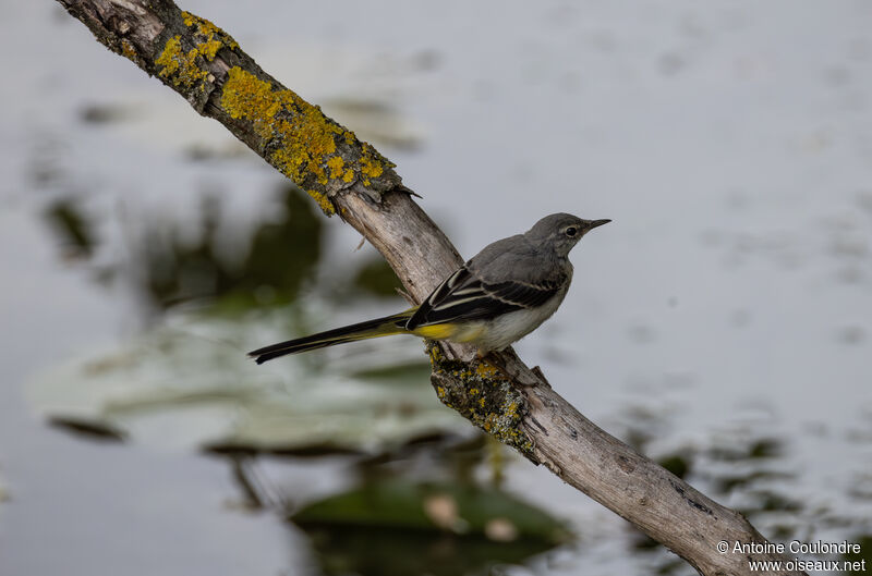 Grey Wagtailadult