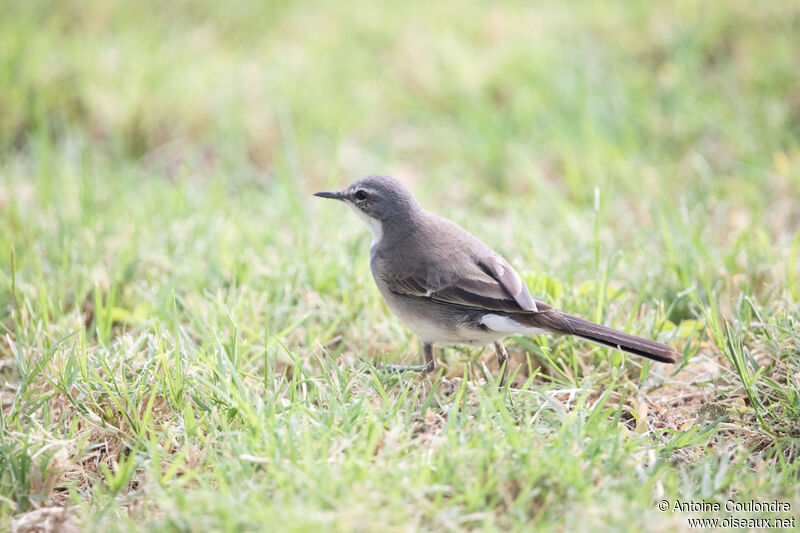 Cape Wagtailadult