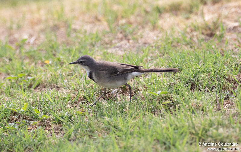 Cape Wagtailadult