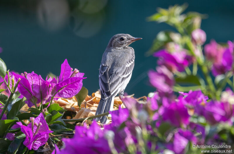 White Wagtailjuvenile