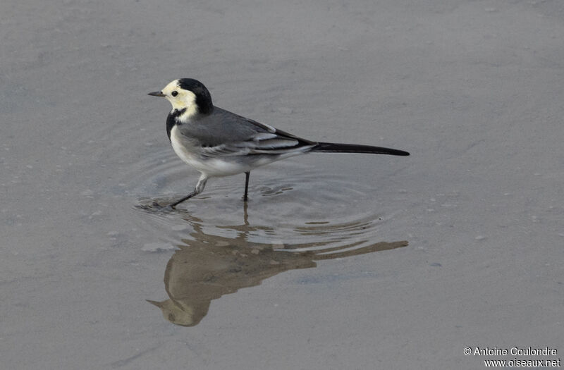 White Wagtail male adult