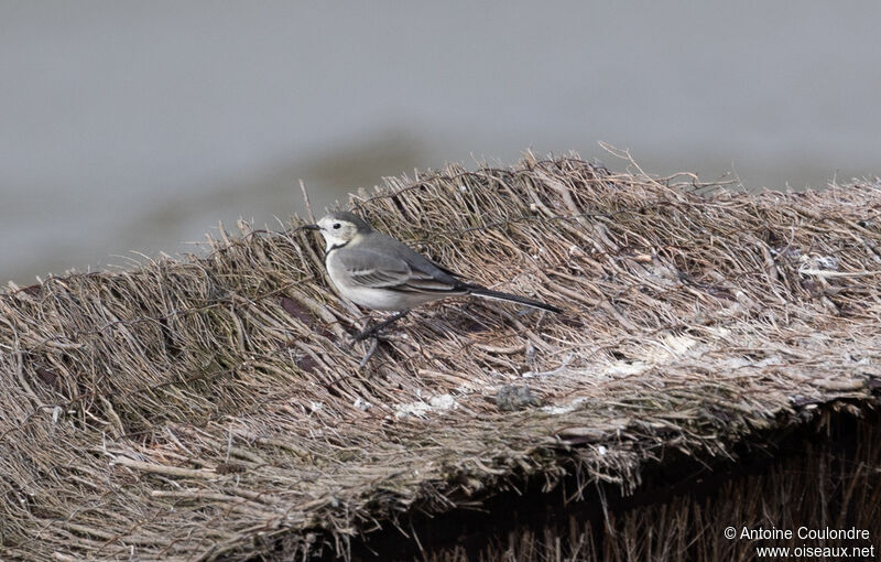 White Wagtail female adult