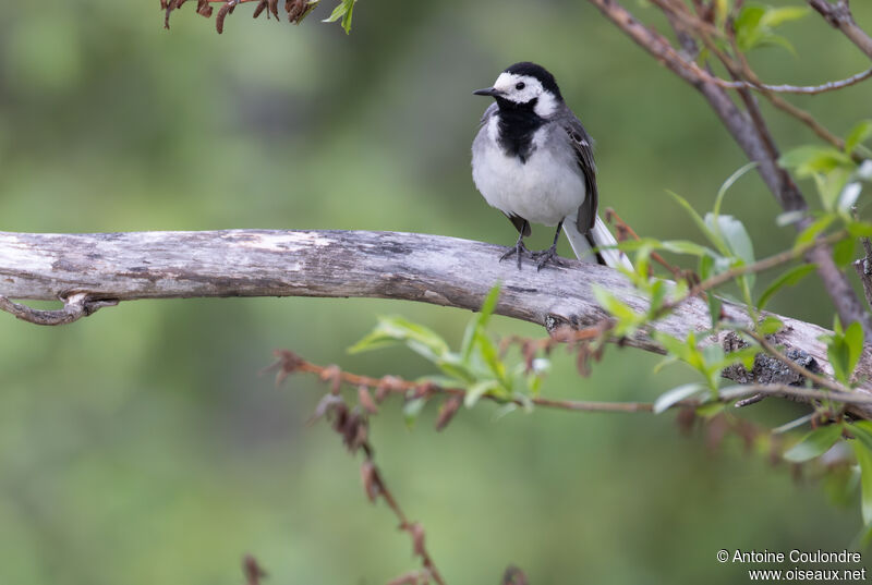 White Wagtail male adult