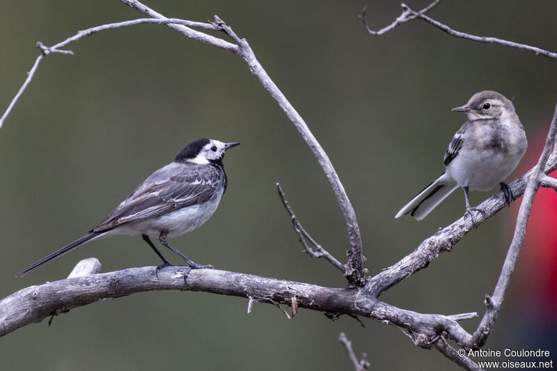 White Wagtail