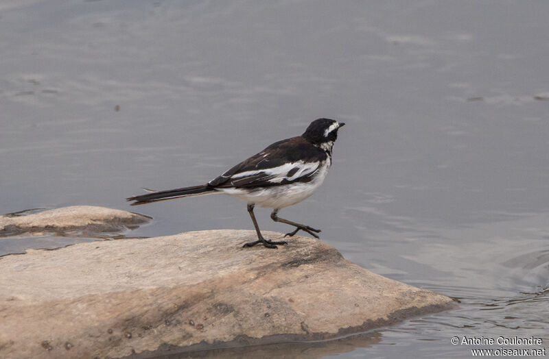 African Pied Wagtail