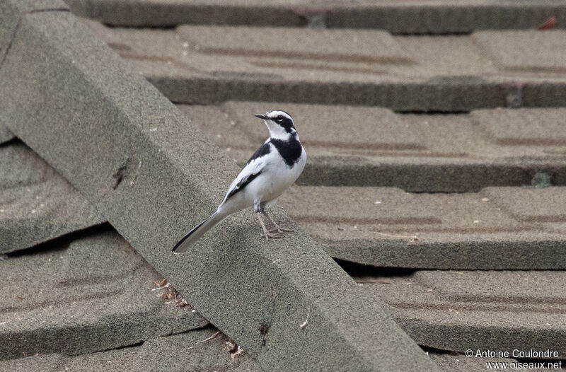 African Pied Wagtailadult