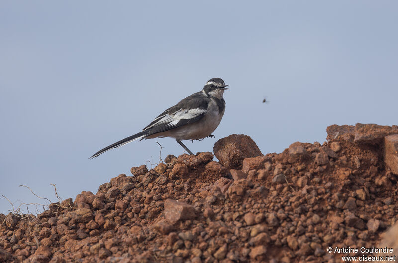 African Pied Wagtailadult