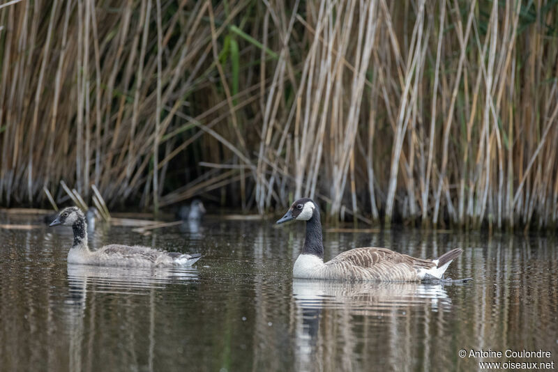 Canada Goose