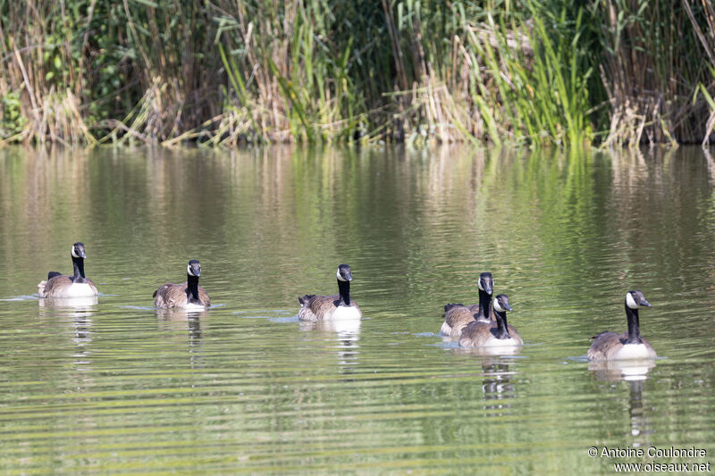 Canada Gooseadult