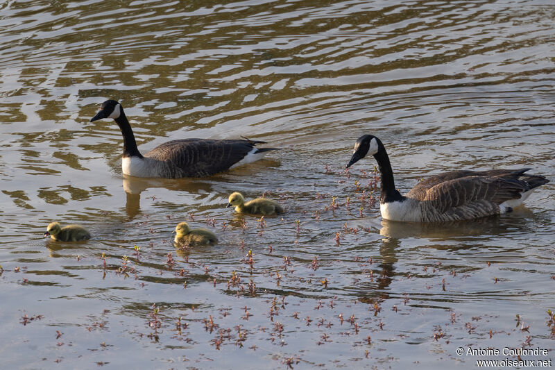 Canada Goose