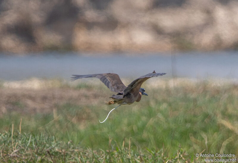 White-backed Night Heron