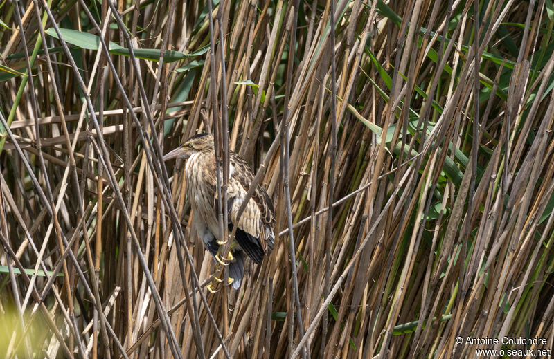 Little Bitternjuvenile