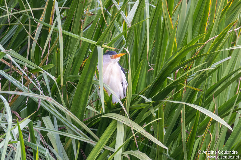 Little Bittern male adult breeding