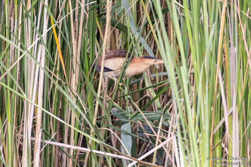 Little Bittern female adult breeding, Reproduction-nesting