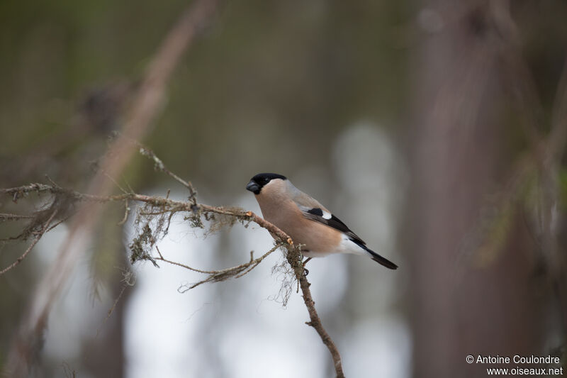 Eurasian Bullfinch female adult breeding