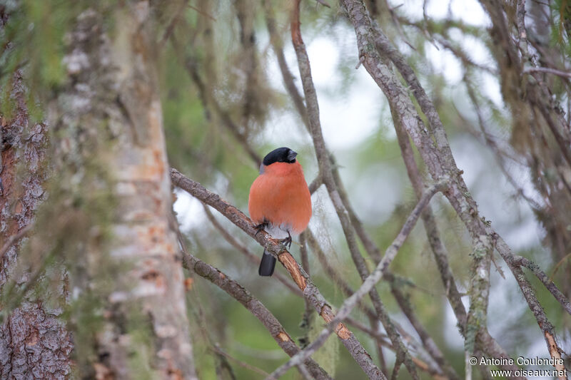 Eurasian Bullfinch male adult breeding