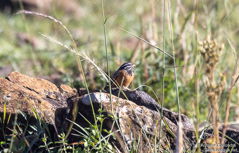 Cinnamon-breasted Bunting