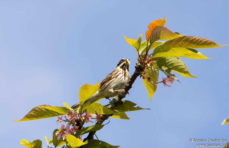 Common Reed Bunting female adult breeding, fishing/hunting