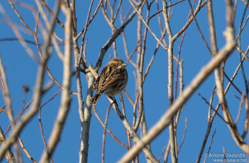 Common Reed Buntingadult post breeding