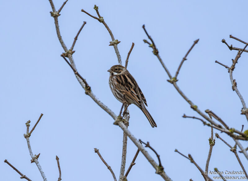 Bruant des roseaux mâle adulte internuptial