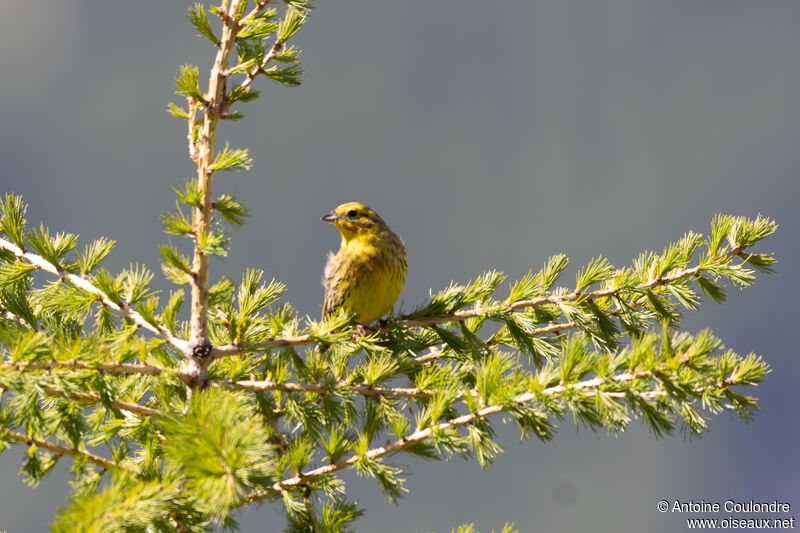 Yellowhammer male adult breeding