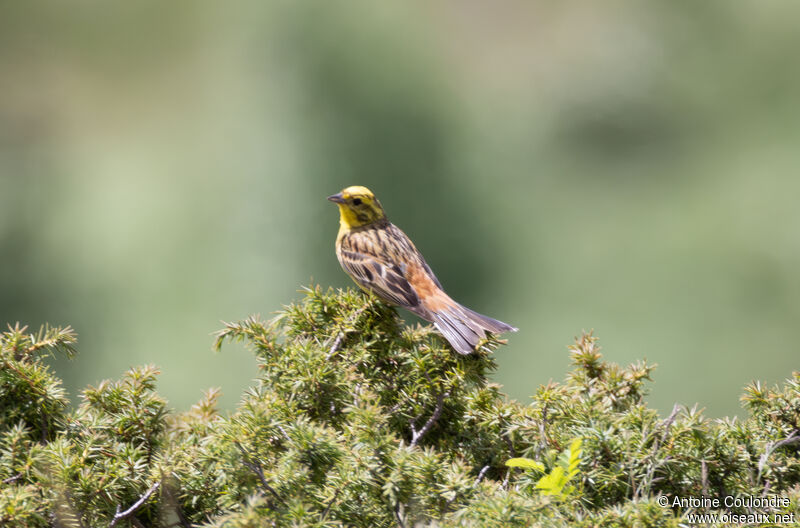 Bruant jaune mâle adulte nuptial