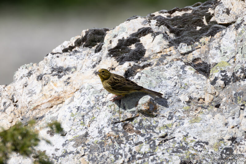 Bruant jaune femelle adulte nuptial