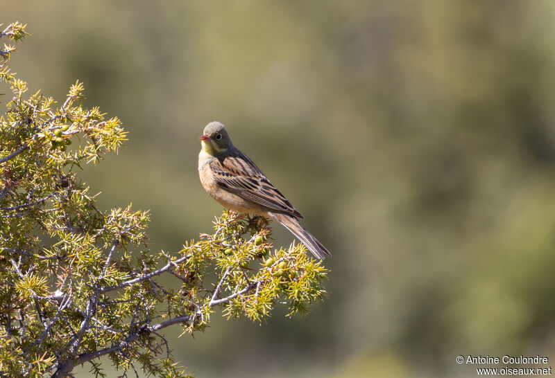 Ortolan Bunting male adult breeding, song