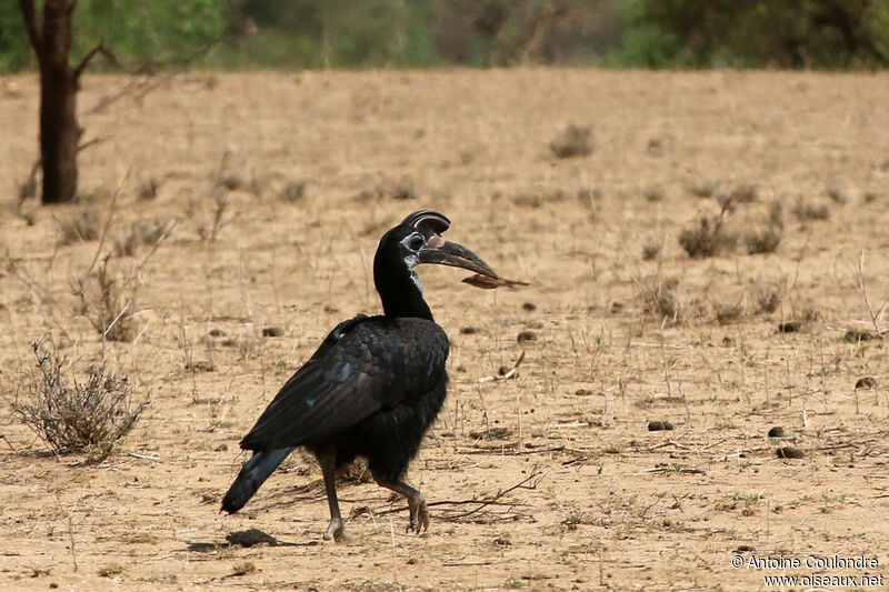 Abyssinian Ground Hornbill female adult breeding