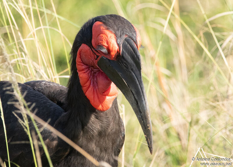 Southern Ground Hornbill male adult breeding, close-up portrait