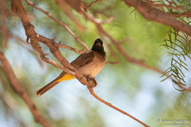 African Red-eyed Bulbuladult