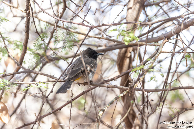 Bulbul de Dodsonadulte