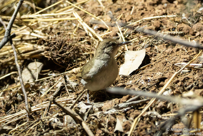 Bulbul jaboteuradulte