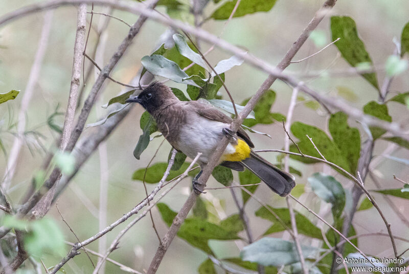 Bulbul tricoloreadulte