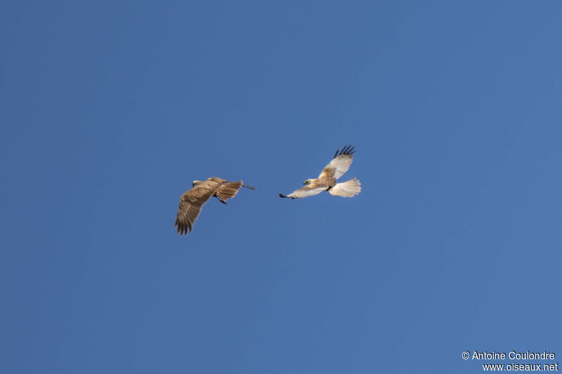 Western Marsh Harrieradult, courting display