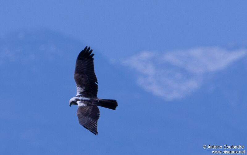 Western Marsh Harrier female adult, Flight