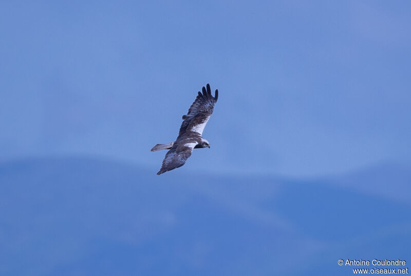 Western Marsh Harrier female Second year, Flight