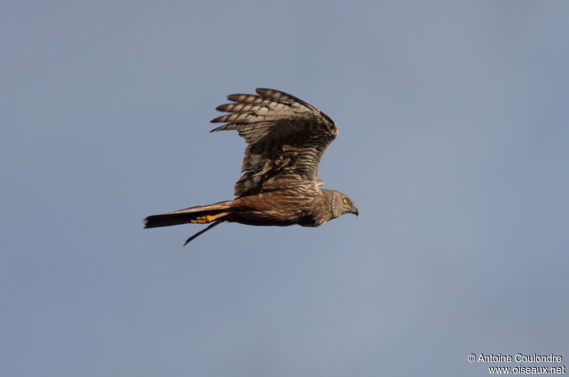 African Marsh Harrieradult, Flight