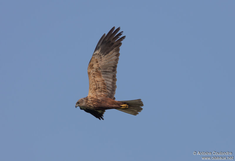 African Marsh Harrieradult, Flight