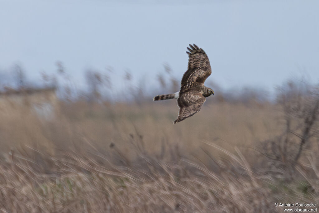 Busard Saint-Martin femelle adulte, Vol, pêche/chasse