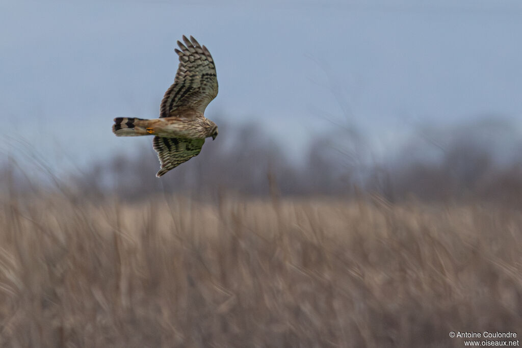 Busard Saint-Martin femelle adulte, Vol, pêche/chasse