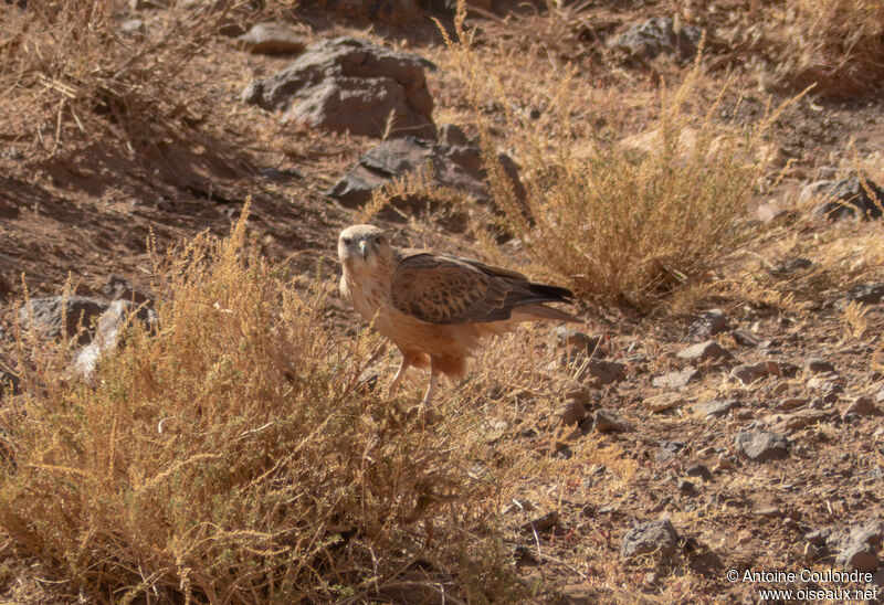 Long-legged Buzzardadult