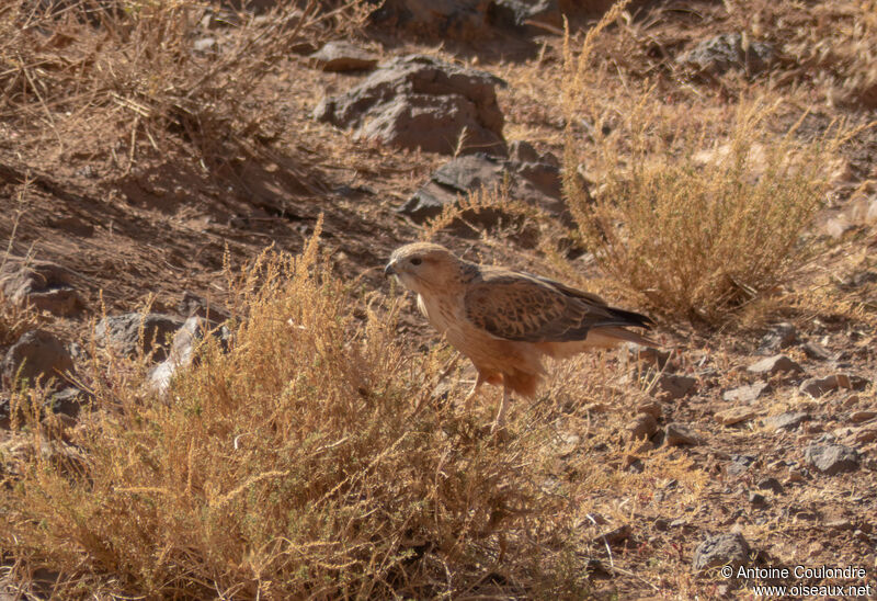 Long-legged Buzzard