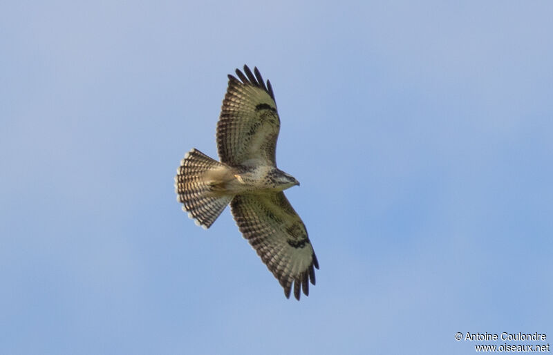 Common Buzzardadult, Flight